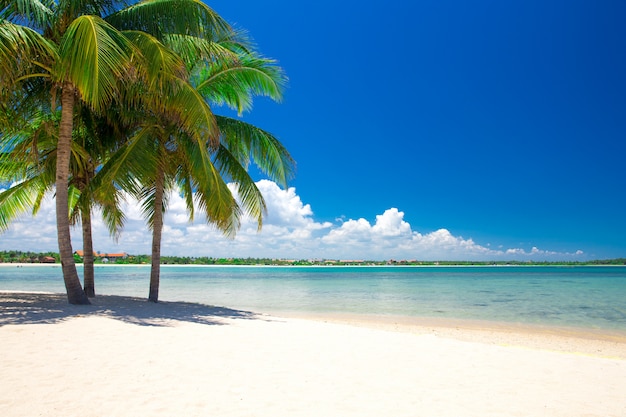 Hermosa playa y mar tropical