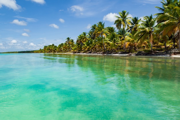 Hermosa playa tropical con arena blanca, cocoteros y agua de mar turquesa del Caribe.