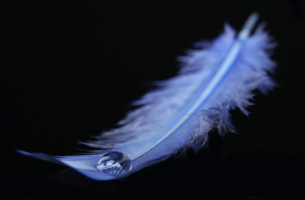 Foto hermosa pluma con gota de agua sobre fondo negro