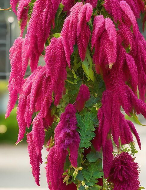 La hermosa pluma del príncipe Amaranthus en este mundo