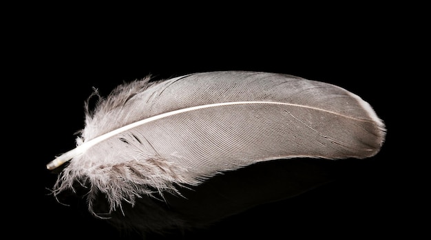 Foto hermosa pluma sobre fondo negro