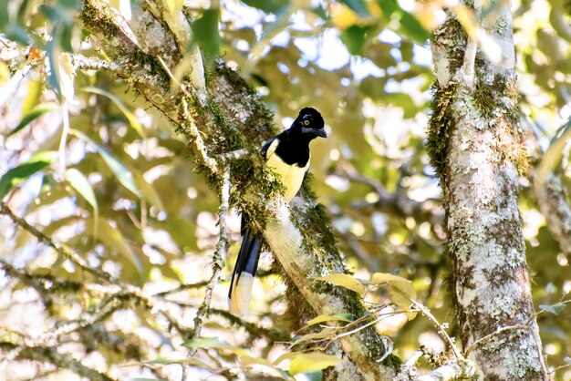 Hermosa Plushcrested Jay en un árbol en Brasil