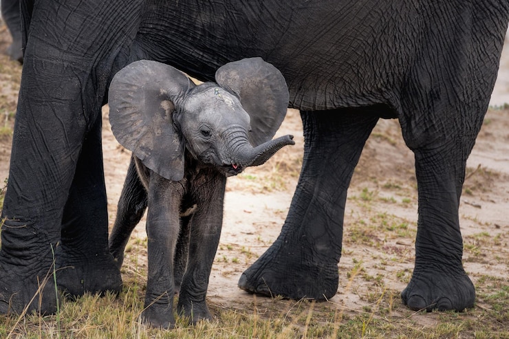 Foto hermosa postal de bebe elefante y su madre juntos