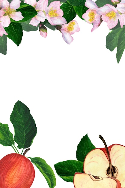 Una hermosa postal para el diseño de una manzana roja una manzana en una sección y hojas verdes con flores rosas Ilustración acuarela aislar