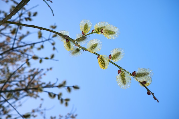 Hermosa primavera bloomung ramas verdes de sauce en el cielo azul.