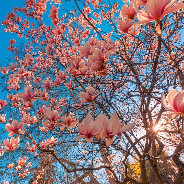 Hermosa primavera floral fondo abstracto de la naturaleza Ramas de magnolia rosa floreciente en ensueño