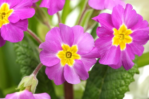 Hermosa primavera púrpura en jardín verde de cerca