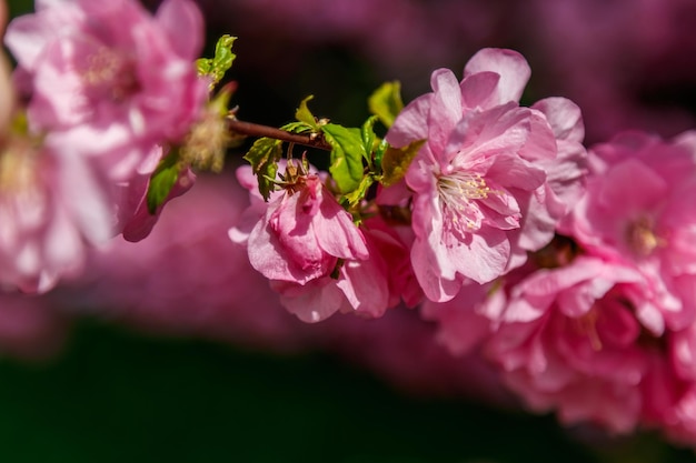 Hermosa primavera sakura en los rayos del sol macro