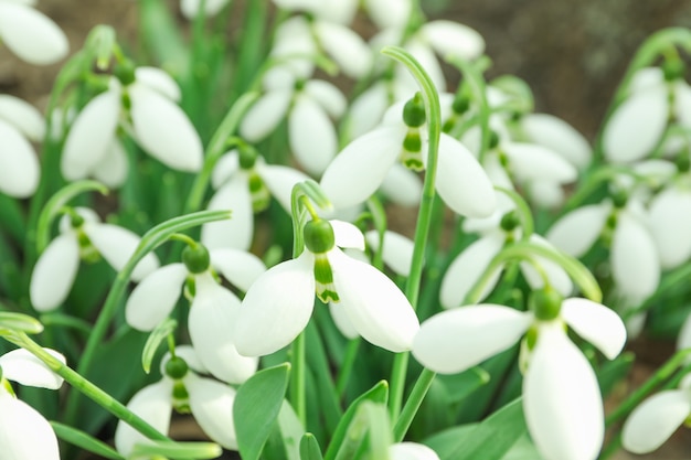 Hermosa primavera snowdrop flores, primer plano