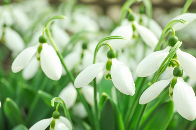 Hermosa primavera snowdrop flores, primer plano