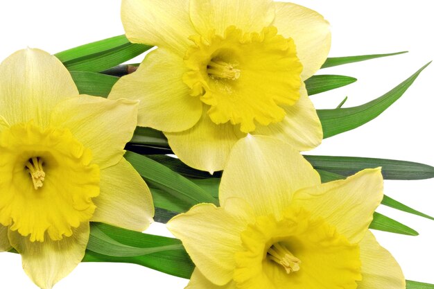 Hermosa primavera tres flores: narciso amarillo (Narciso). Aislado sobre blanco.