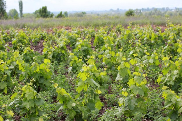 Hermosa primavera en los viñedos