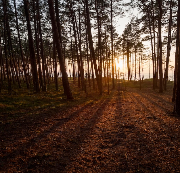 Hermosa puesta de sol en el bosque de invierno cerca y bosque de pinos en la playa del Mar Báltico en Klaipeda, Lituania