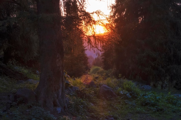 Hermosa puesta de sol en el bosque de montaña con viejos abetos en verano