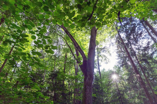 Hermosa puesta de sol en los bosques de verano