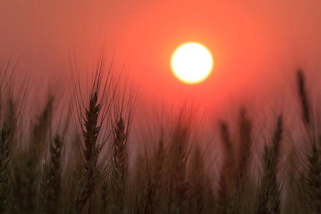 Hermosa puesta de sol en los campos de cebada