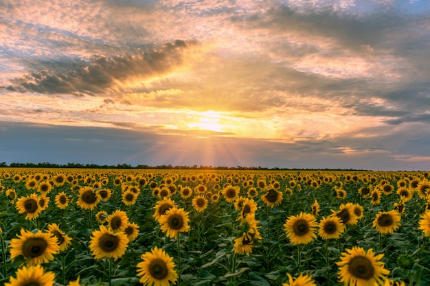 Hermosa puesta de sol en el contexto de un campo de girasoles