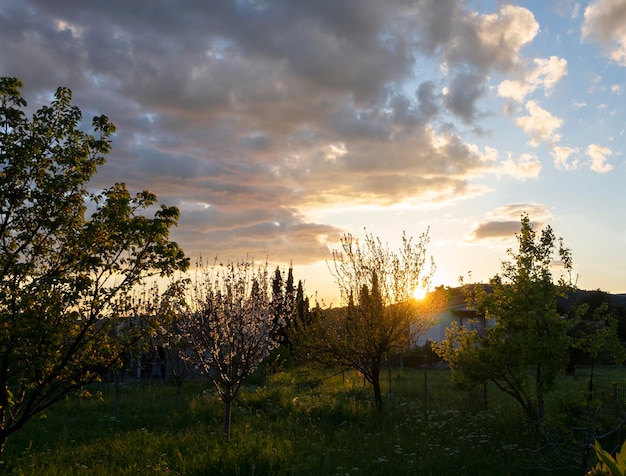 Hermosa puesta de sol contra el sol en el jardín de la huerta en la isla de Evia en Grecia