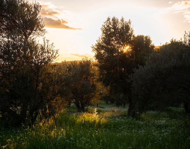 Hermosa puesta de sol contra el sol en el jardín de olivos en la isla de Evia en Grecia