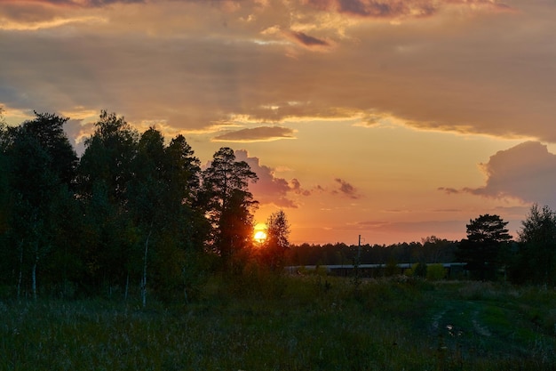 Hermosa puesta de sol naranja en un bosque de verano