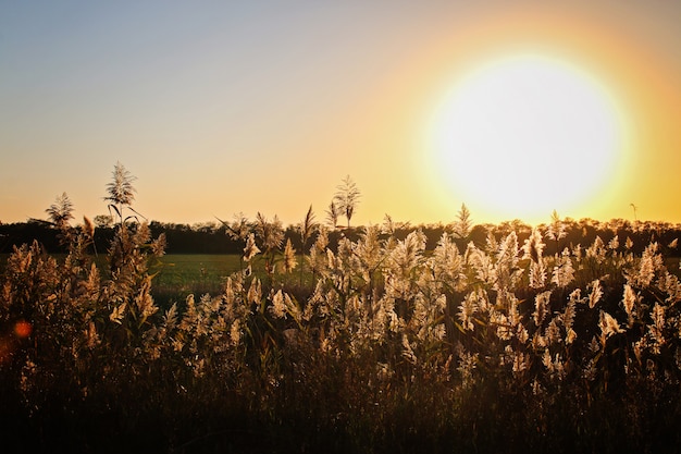 Hermosa puesta de sol de oro en el fondo de la hierba alta.