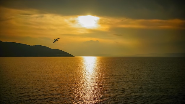 Hermosa puesta de sol oscura y nublada en el mar con silueta de pájaro