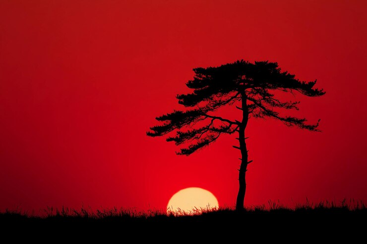 Una hermosa puesta de sol pinta el cielo de rojo mientras un árbol solitario se erige en silueta