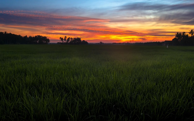 Hermosa puesta de sol sobre el campo de arroz con vistas al cielo colorido en el fondo