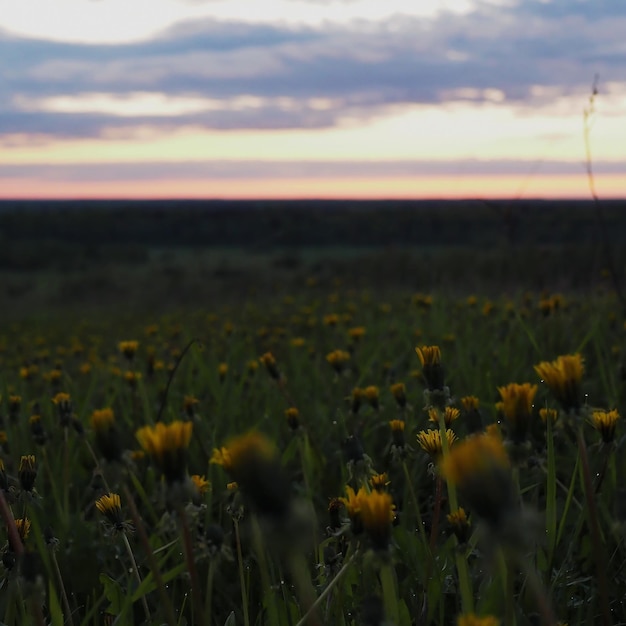 Una hermosa puesta de sol sobre un campo de dientes de león y un bosque que se extiende hasta el horizonte