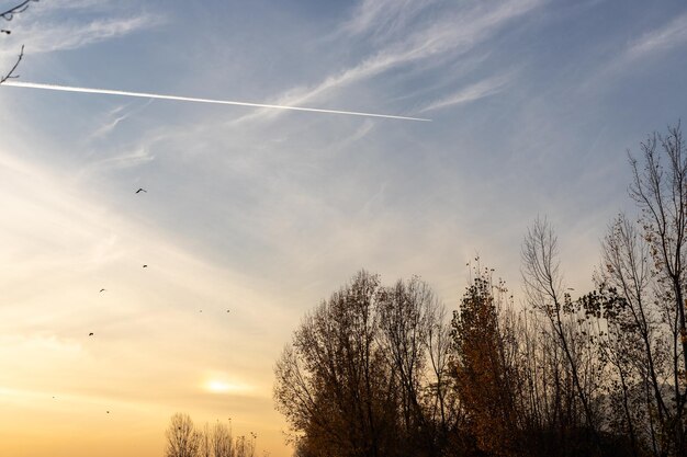 Hermosa puesta de sol sobre la silueta de un árbol con rastros de un avión que pasa volando en el cielo
