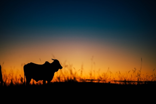 Hermosa puesta de sol y vaca