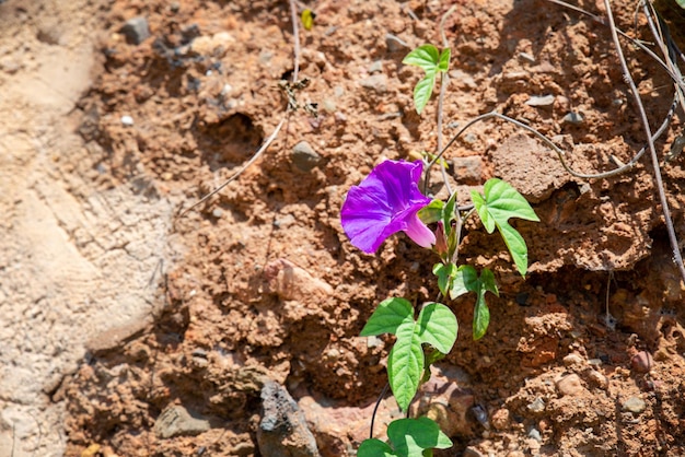 Hermosa púrpura ipomoea nil conocida como flor de la gloria de la mañana de cerca foto sobre un fondo de piedra natural