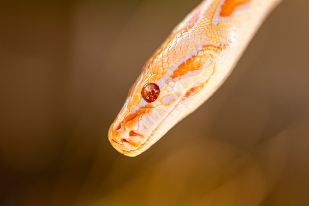 Hermosa Python molurus albina en la rama de un árbol.