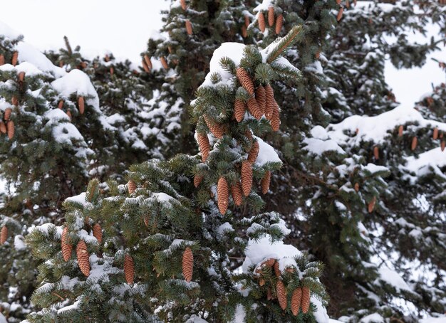 Hermosa rama de abeto con conos en la nieve.