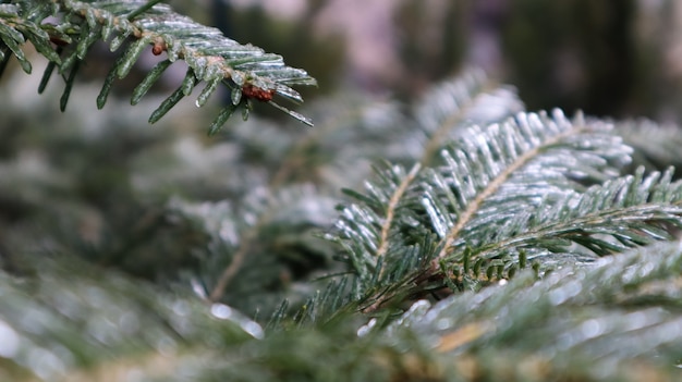 Hermosa rama de abeto con rocío. Árbol de Navidad en la naturaleza. Primer plano de abeto verde. Agujas de pino con gotas de rocío sobre ellas.