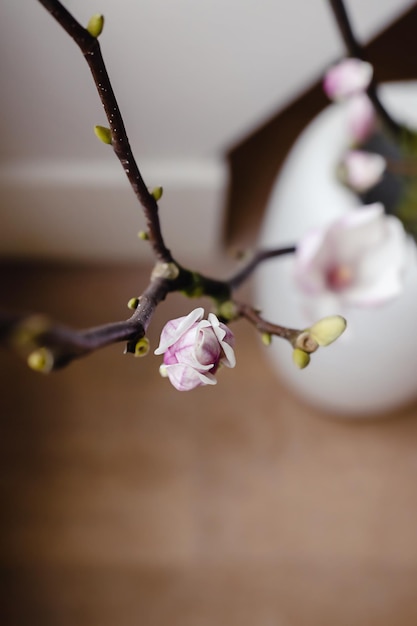 Hermosa rama de árbol de flor de magnolia rosa que florece de cerca contra fondo blanco Decoración de primavera para el hogar Fondo de pantalla de botánica