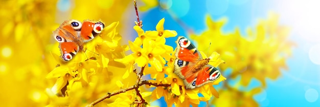 Hermosa rama de árbol floreciente en primavera con mariposa