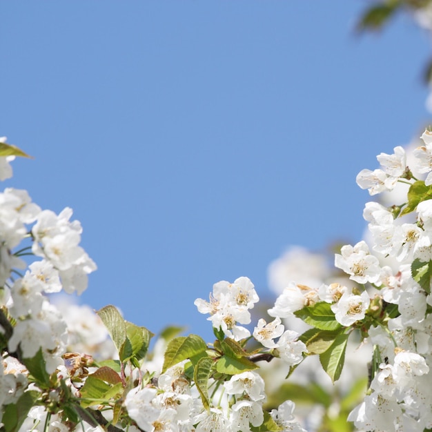 Hermosa rama de árbol floreciente en primavera