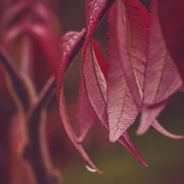 Hermosa rama de un árbol con hojas de color púrpura