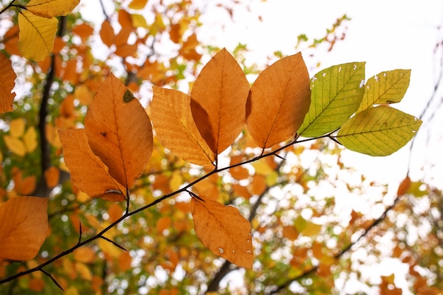 Hermosa rama de árbol con hojas de otoño. Fondo de otoño.