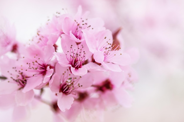 Hermosa rama de cerezo en flor en primer plano de primavera