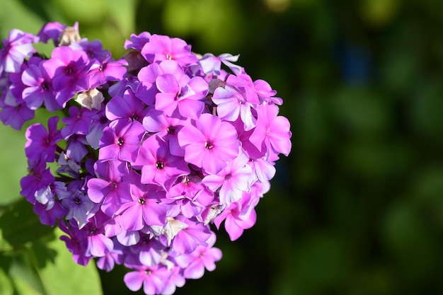 Hermosa rama de flores lilas sobre un fondo verde manantial natural fondo suave enfoque selectivo