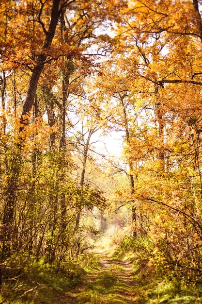 Hermosa rama con hojas y camino Otoño en el bosque, filtro