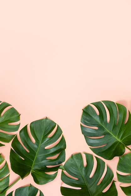 Hermosa rama de hojas de monstera de palma tropical aislada sobre fondo rosa brillante vista superior plana yacía sobre el concepto de diseño en blanco de belleza de verano