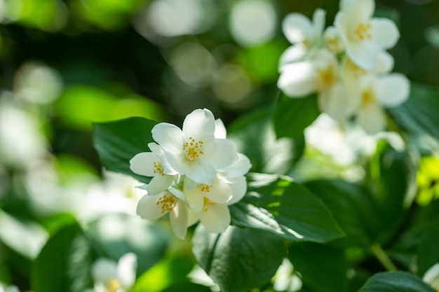 Hermosa rama de jazmín floreciente con flores blancas a la luz del sol en un día soleado de verano.