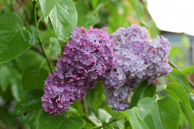 Hermosa rama de lila contra el fondo de hojas verdes Flores de primavera lila en gotas de lluvia