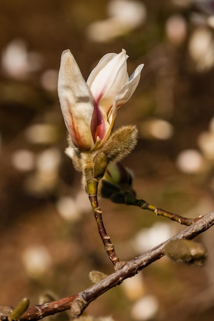 Hermosa rama de magnolia blanca