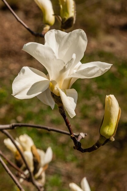 Hermosa rama de magnolia blanca