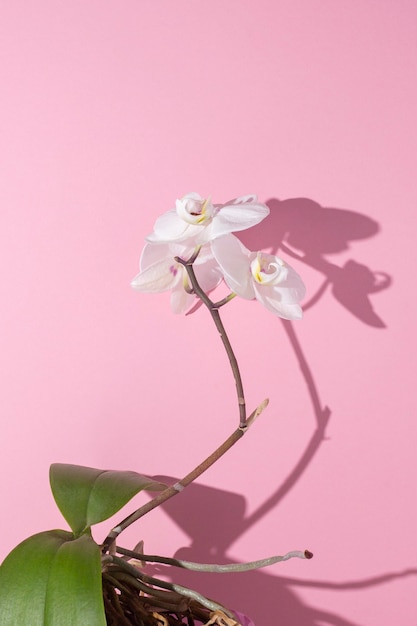 Hermosa rama de orquídea blanca floreciente sobre un fondo rosa.