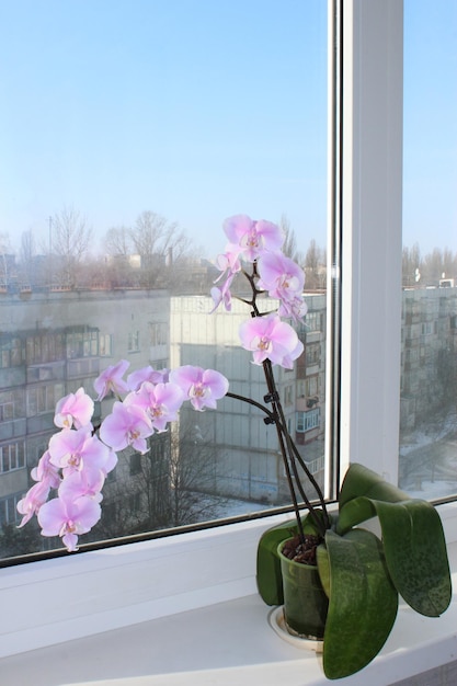 La hermosa rama de una orquídea en flor en la ventana